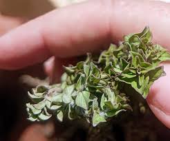 Image result for Anisopappus kirkii