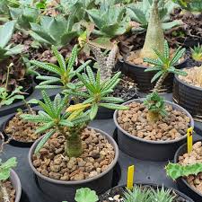 Image result for Dorstenia buchananii