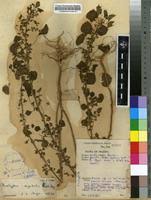 Image result for Acalypha segetalis