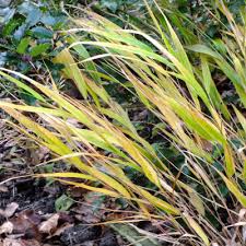 Image result for hakonechloa macra nicolas