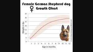 female german shepherd growth chart female german shepherd