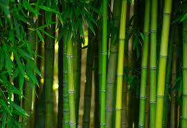 Bamboo hedges, for example, commonly serve as such living wall privacy fences. 10 Plants For Privacy And Beauty Garden Lovers Club
