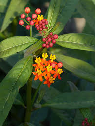 Asclepias Curassavica Apollo Orange Unusual Plants With Clusters Of Red Buds Which Open Into Bright Flowers With Reflexed Or Asclepias Unusual Plants Plants