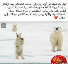 pin by inspirit dz on info and fun polar bear polar animals
