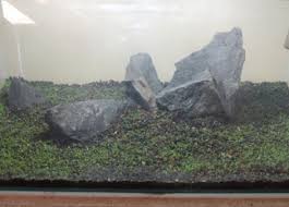 Cara menanam tanaman epifit aquascape tanaman epifit anubias, bucephalandra, java fern tanaman epifit salah satu pilihan paling populer pada hoby aquascape, tanaman ini berbeda dalam cara menanam jadi, tidak dimasukan kedalam substrat. Cara Menanam Dan Merawat Carpet Seed Aquascape Bibitbunga Com