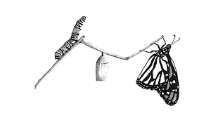 Maybe you would like to learn more about one of these? The Caterpillar The Cocoon And The Butterfly By Jannik Drescher Medium