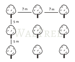 My thoughts and opinions on proper fruit tree spacing. Chandler Walnut Tree Waltree Nursery Turkey