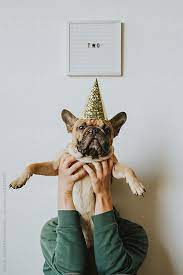 Second Birthday Letters Spell Two And French Bulldog Puppy In A Party Hat By Mango Street Lab Dog Birthday Pictures Dog First Birthday Dog Photoshoot