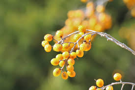 It grows up to 15 m. Health Benefits Of Chinaberry Tree Also Known As Bakayan Tree