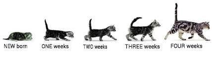 42 Unbiased Growth Chart For Kittens