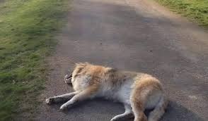 CHOC À LA SORTIE DU PARC : Un chien « inconscient » retrouvé en pleine rue – un téléphone et une arme à ses côtés… Que s'est-il vraiment passé ? 😱 -