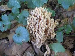Image result for Ramaria stricta