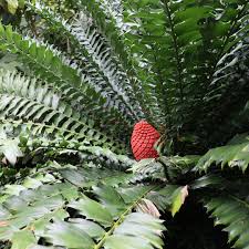 Image result for Encephalartos