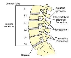 Image result for Lumbar vertebrae