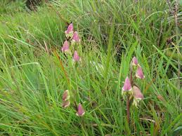 Image result for Disperis