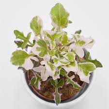 Image result for Senecio mariettae