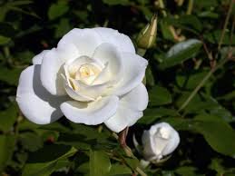 Quelle con fiori simili alle rose cinesi, come la. Rosa Iceberg Fiori Di Piante Coltivare Rose