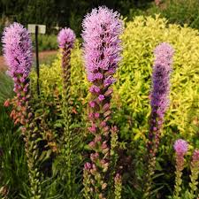 Image result for Pycnostachys reticulata