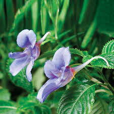 Image result for Impatiens assurgens