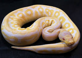 The clown gene has always been a major ball python staple. Ball Python Morph Galleryballpythonmorphgallery Com