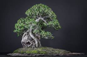 Ficus Burtt Davyi By Caroll Dewar Hermann Bonsai Ficus Bonsai Ficus Bonsai Tree Bonsai Styles