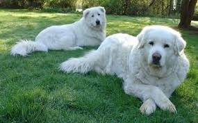 Maremma sheepdogs are not the easiest dogs to train, as they are intelligent but quite independent and willful. Maremma Sheepdog Dog Breed Information And Pictures