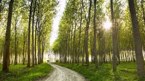Check spelling or type a new query. Top 10 Fast Growing Trees Shrubs