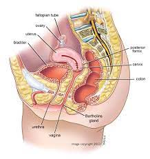 The internal pudendal artery perfuses the majority of the external female genitalia. Internal Female Anatomy