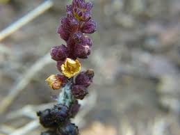 Image result for Alectra orobanchoides