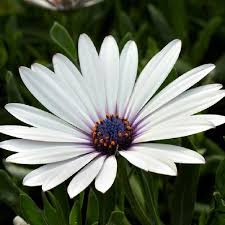 Image result for foto Osteospermum