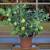 Full Grown Dwarf Lime Tree
