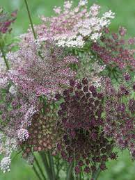 Pin On Gardening Oasis
