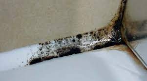 It helps protect your home against water damage. How To Clean Mould Totally Eradicate Mould From Your House