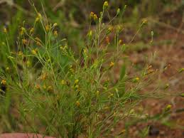 Image result for Pegolettia retrofracta