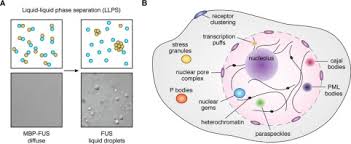 We did not find results for: The Molecular Language Of Membraneless Organelles Journal Of Biological Chemistry