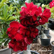 Image result for Adenium