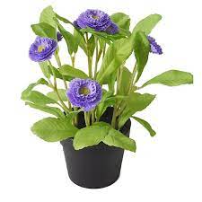 Flamingo Flowers Tesco Best Flower Wallpaper