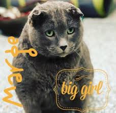 Introducing: LARGE MARGE, Lovable Chonk