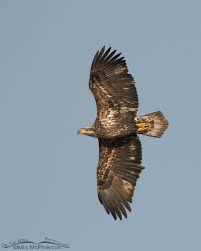 Bald Eagles Age Progression From One To Five Years Old