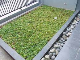 Bagaimana cara menanam rumput mutiara, yang merupakan primadonanya rumput hias. Cara Penanaman Rumput Gajah Mini Secara Sederhana