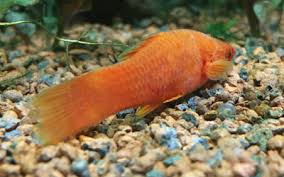 Why Is My Swordtail Fish Laying On The Bottom Aquariumnexus