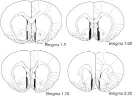 1,006 likes · 15 talking about this. Proteine Atlas Rat Fantom Fantom5 Proteine Atlas Rat Proteine Atlas Rat Nrf2 Is Increased In Neonatal Rat Brain Following Oxidative Stress Induced By Lipopolysaccharide Jaytayandchi