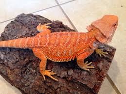 Black Bearded Dragon For Sale Uk Pin By Michelle De Pinillos On Dragons Bearded Dragon Bearded Dragon Breeders Reptiles And Amphibians