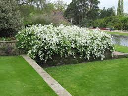 Image result for Exochorda