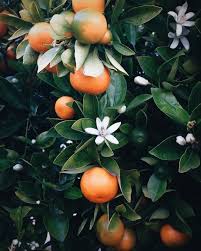Originally Wanted To Add The Blossom But The Softness Of The Citrus Watercolor Was Just Enough Fleur D Oranger Planter Des Fleurs Fleurs