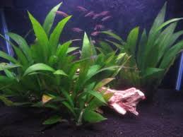 Juga, beberapa di antaranya dapat kamu tempatkan dalam akuariuam rumah, loh! Jenis Tanaman Hidup Untuk Aquarium Air Tawar Dan Perawatan Mudah Ilmubudidaya Com