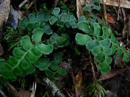 Image result for Lindsaeaceae