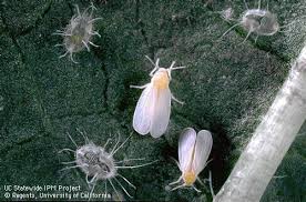 Image result for Allophylus whitei