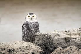 Snowy Owl