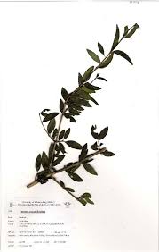 Image result for Tarenna pavettoides